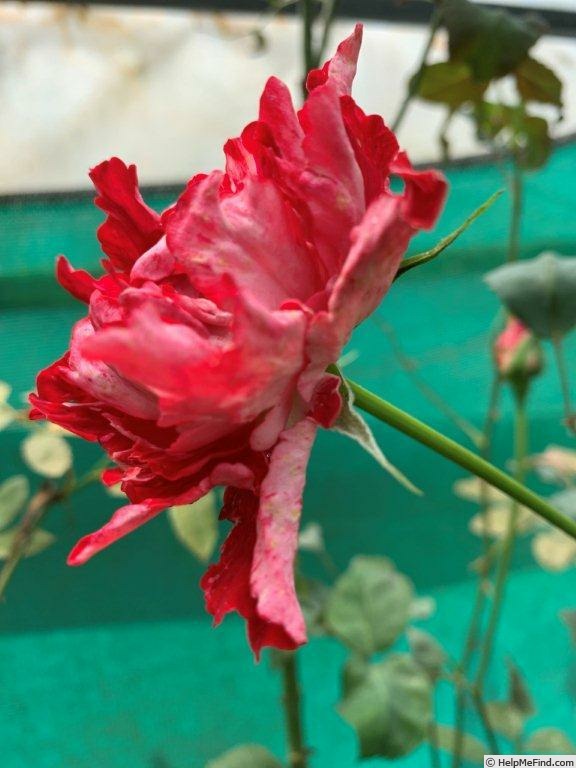 'Tiger of Mysore™' rose photo