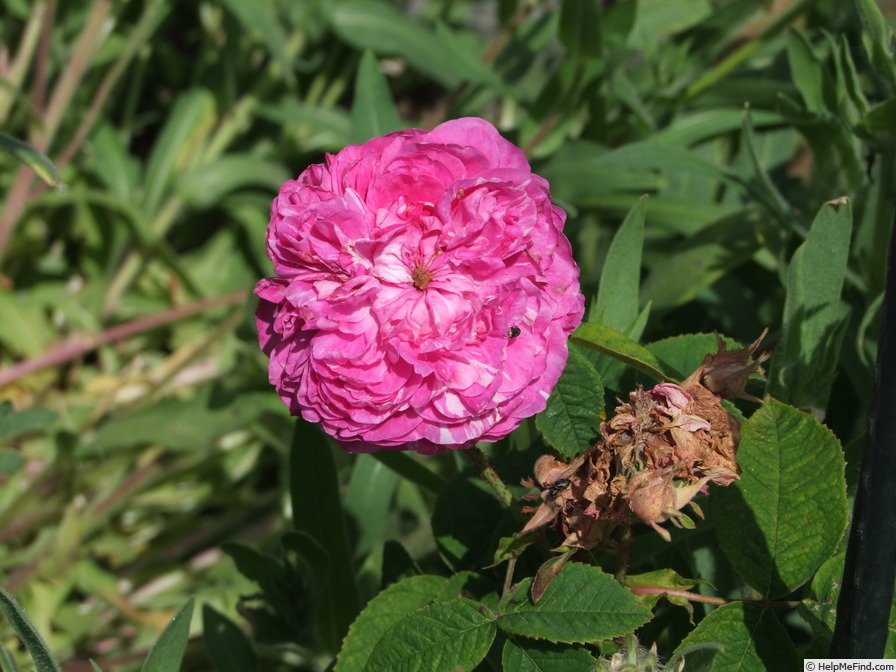 'Pink Oeillet Parfait' rose photo