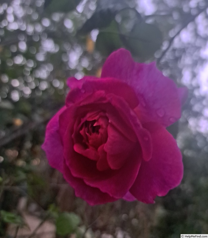 'Young Lycidas' rose photo