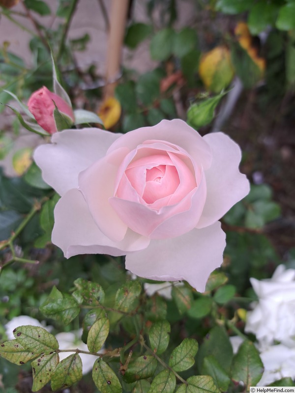 'Pear™' rose photo