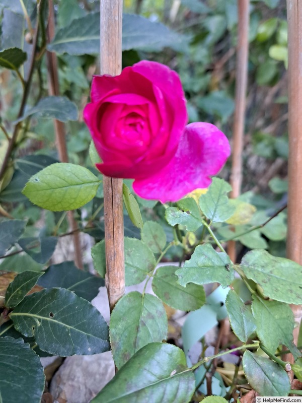 'Kaffe Fasset ™' rose photo