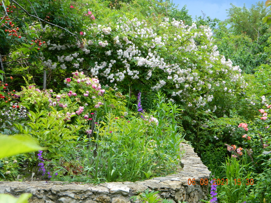 'Garden of the Mykytynets family'  photo