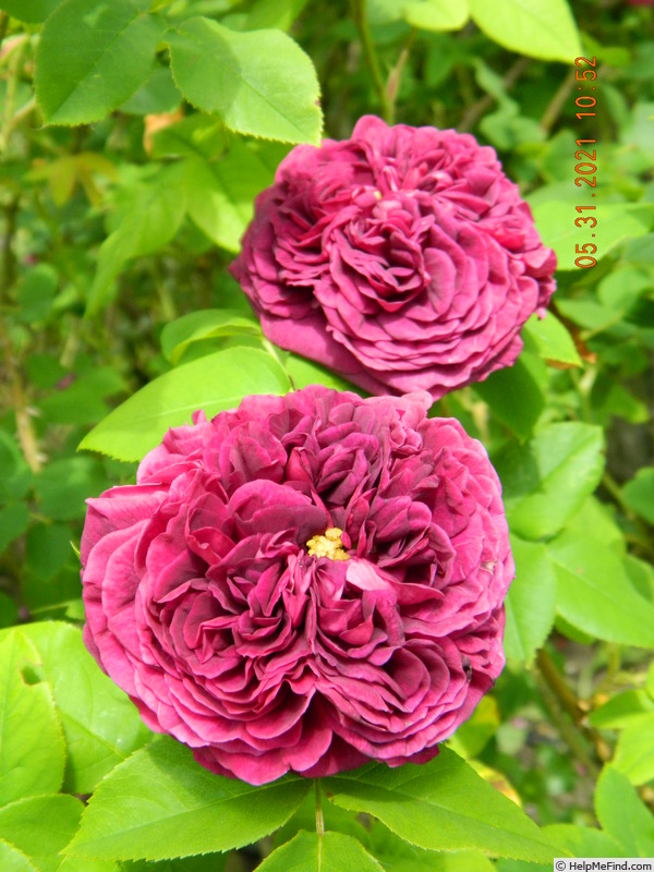 'Mortalisatis ®' rose, click to enlarge 'Mortalisatis ®' rose photo