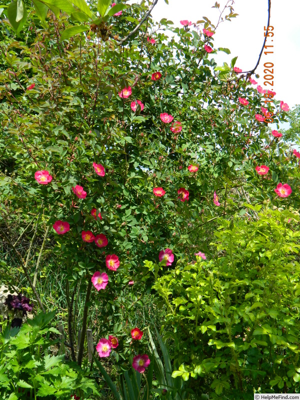 'Parkfeuer' rose photo
