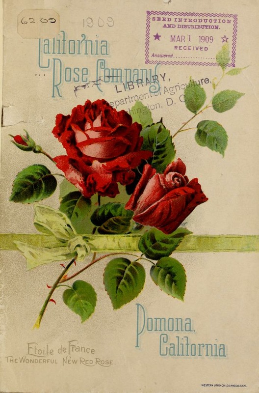 'Étoile de France (hybrid tea, Pernet-Ducher, 1904)' rose photo
