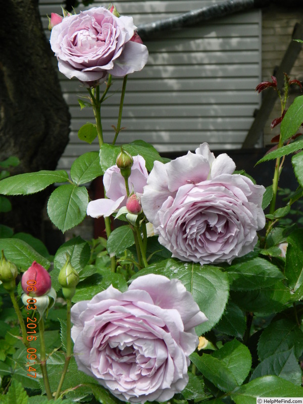'Novalis ®' rose photo