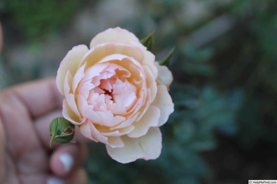'Gentle Hermione' rose photo