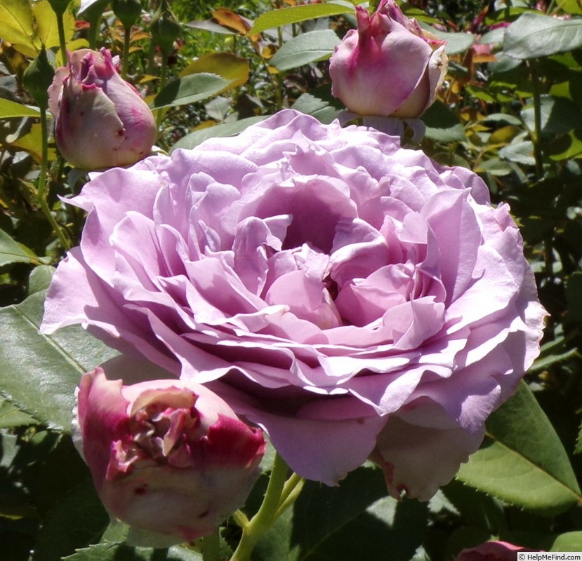 'Novalis ®' rose photo
