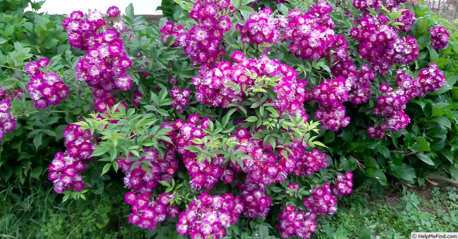 'Veilchenblau (Rambler, Schmidt 1909)' rose photo