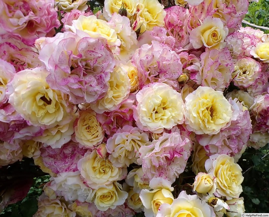 'LandLust ®' rose photo