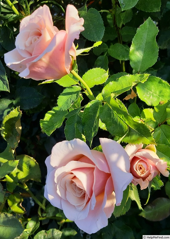 'Paul Ricard ®' rose, click to enlarge 'Paul Ricard ®' rose photo