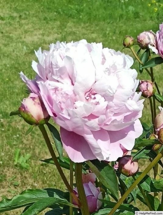 'Madelon' peony photo