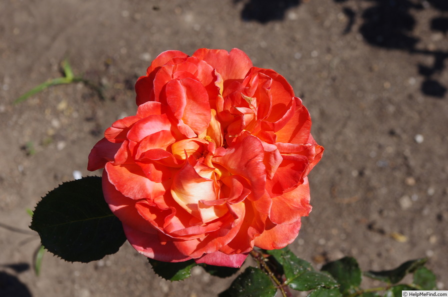 'René Goscinny ®' rose photo
