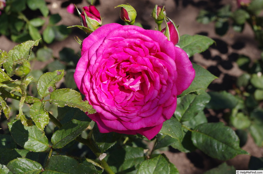 'Johann Wolfgang von Goethe Rose ®' rose photo