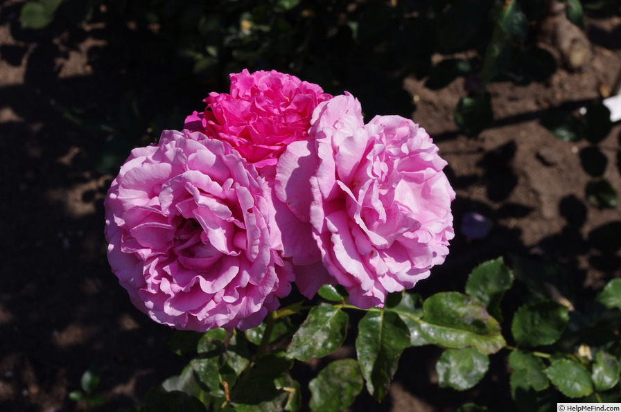 'Yves Piaget ®' rose photo