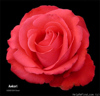 'Ankori (hybrid tea, Kordes, 1980)' rose photo