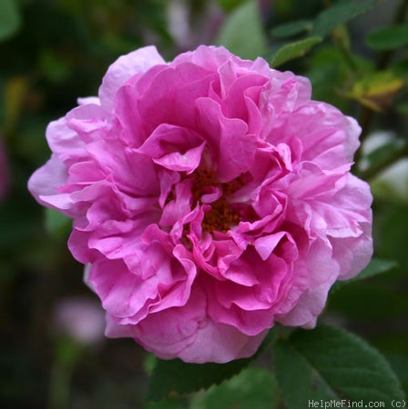 'Empress Joséphine' rose photo