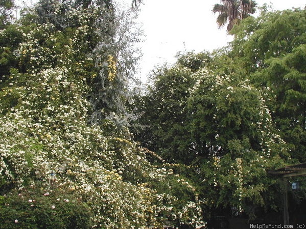 'R. Banksiae Lutea' rose photo