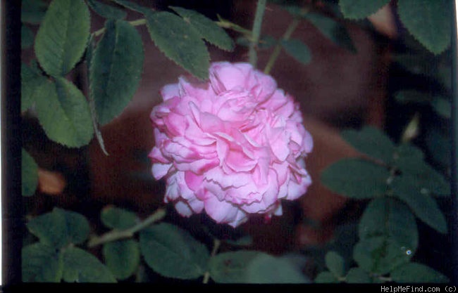 'Pink Léda' rose photo