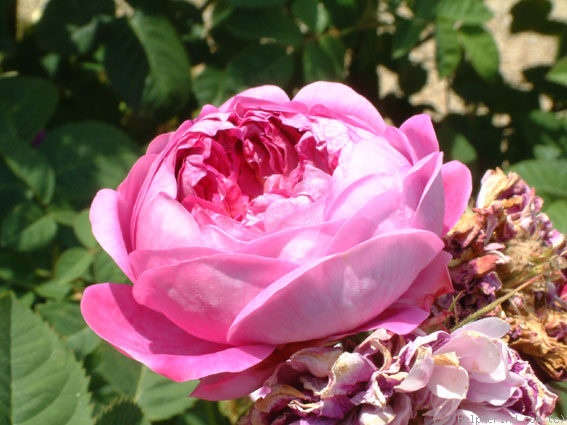 'Dumortier' rose photo