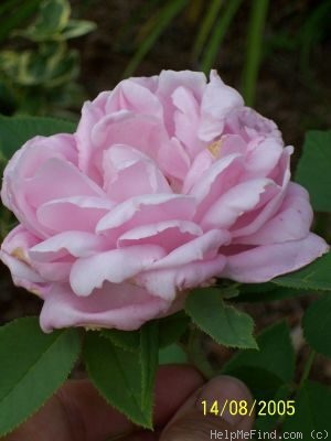 'Paul's Early Blush' rose photo