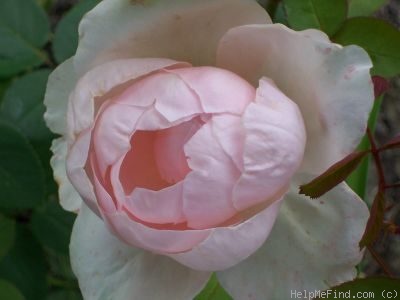 'St. Cecilia ® (Shrub, Austin, 1987)' rose photo