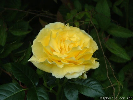 'Lucia (shrub, Kordes, 1966)' rose photo