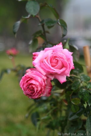 'Ashton' rose photo
