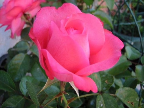 'Rosanna ® (LCl, Kordes, 2006)' rose photo