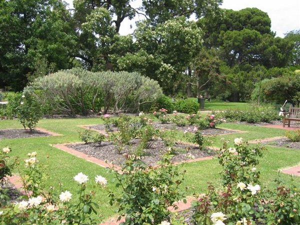 'Alister Clark Memorial Rose Garden (St. Kilda Botanic Gardens)'  photo