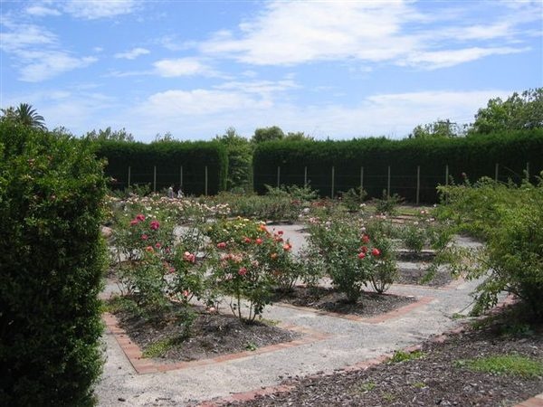 'Alister Clark Memorial Rose Garden (St. Kilda Botanic Gardens)'  photo