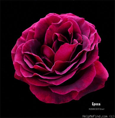 'Epoca (grandiflora, Lens, 1966)' rose photo