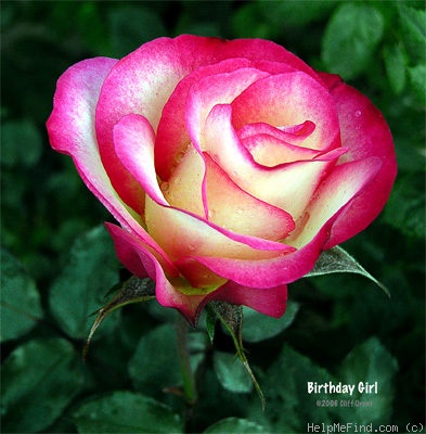 'Birthday Girl' rose photo