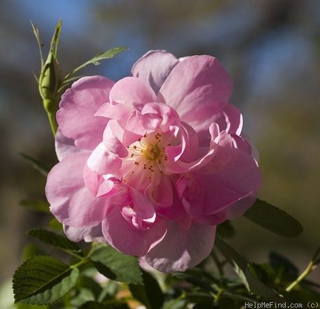 'Cordelia (English Rose, Austin, 2000)' rose photo