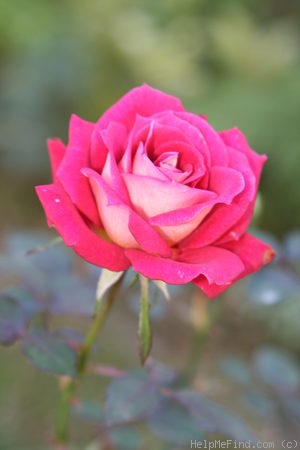 'Antique Tapestry' rose photo