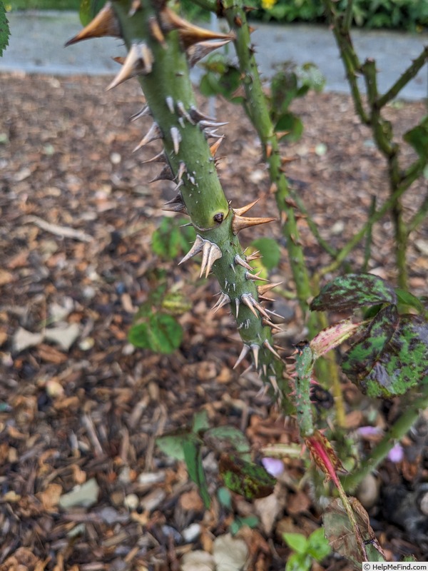 'Baronne Prévost (Hybrid Perpetual, Desprez, 1841)' rose photo