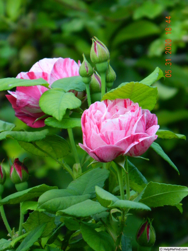 'Ferdinand Pichard' rose photo