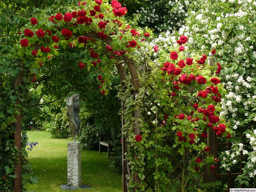 'Paul's Scarlet Climber' rose photo