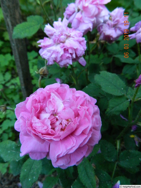 'Belle de Crécy (Gallica, Roeser, 1829)' rose photo