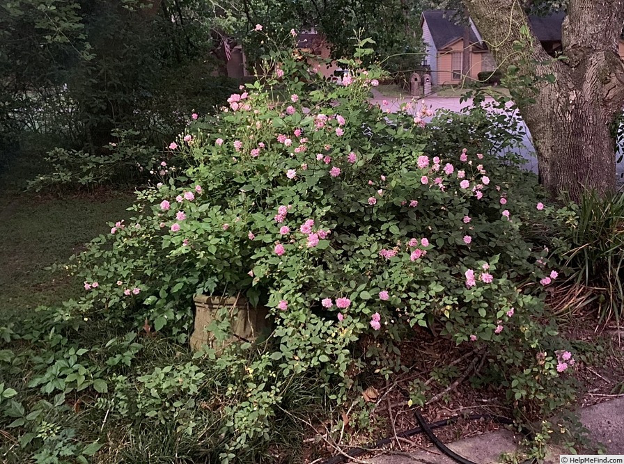 'Bougainville (noisette)' rose photo