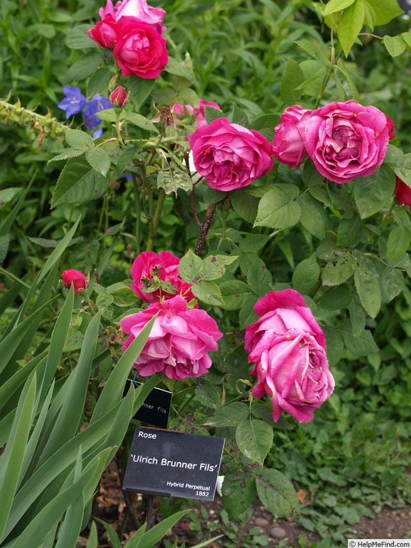 'Ulrich Brunner Fils' rose photo