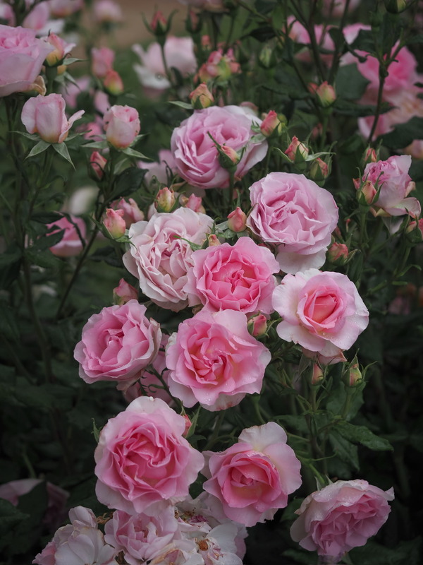 'Madrigal ® (hybrid tea, Orard, 2020)' rose photo