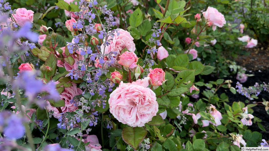 'Parfuma Summer Romance' rose photo