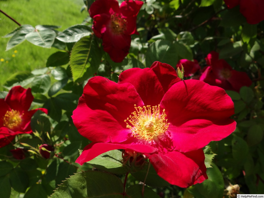 'Doctor Jackson' rose photo