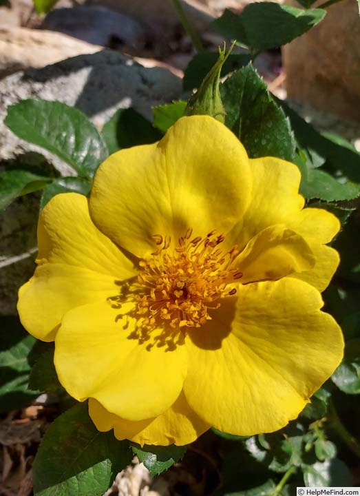 'Lemon Fizz ® (shrub, Kordes 2001)' rose photo