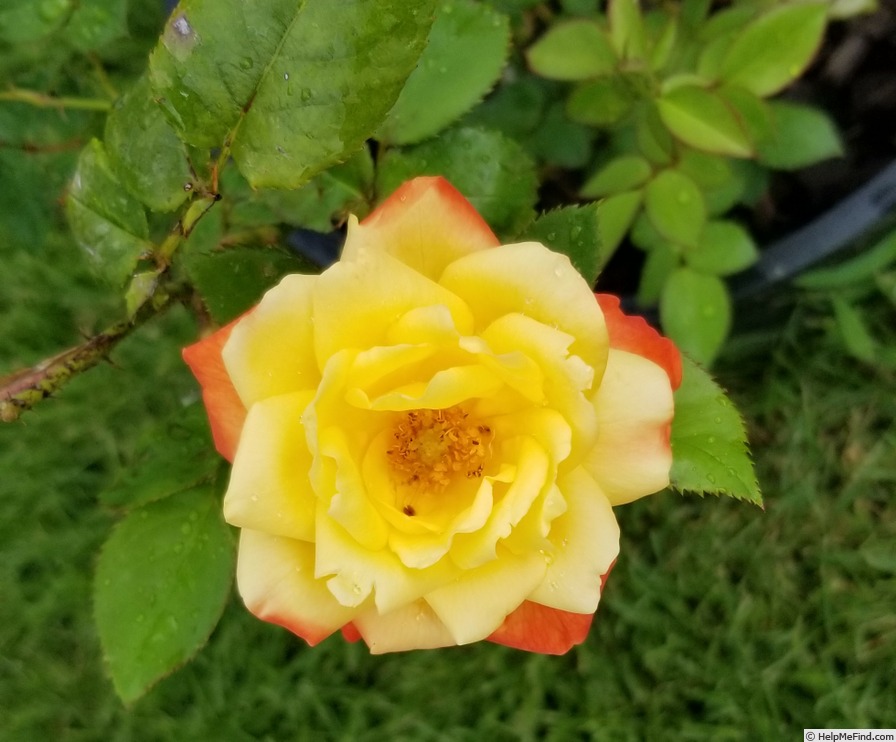 'Judy Garland' rose photo