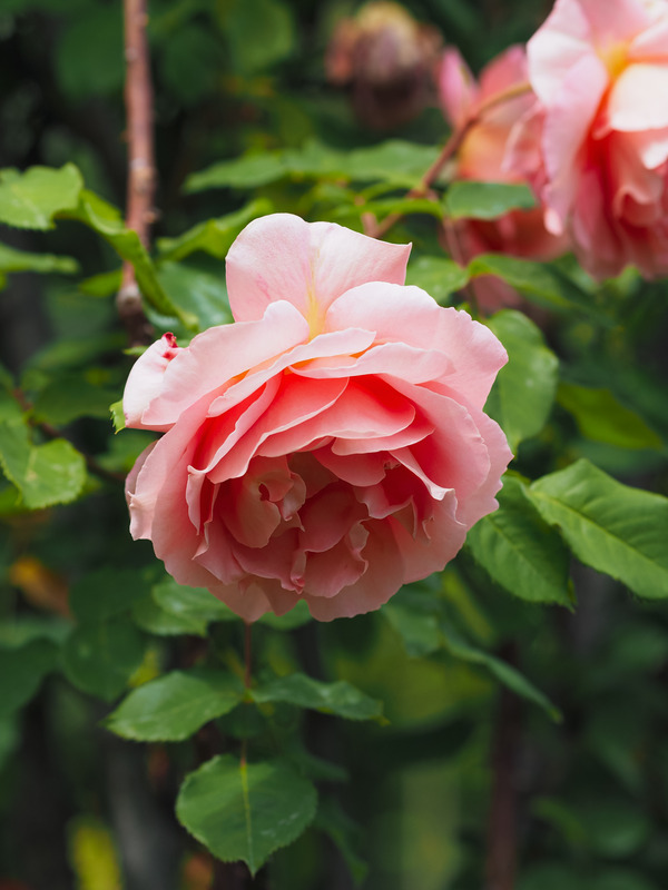 'Tiffany, Cl.' rose photo