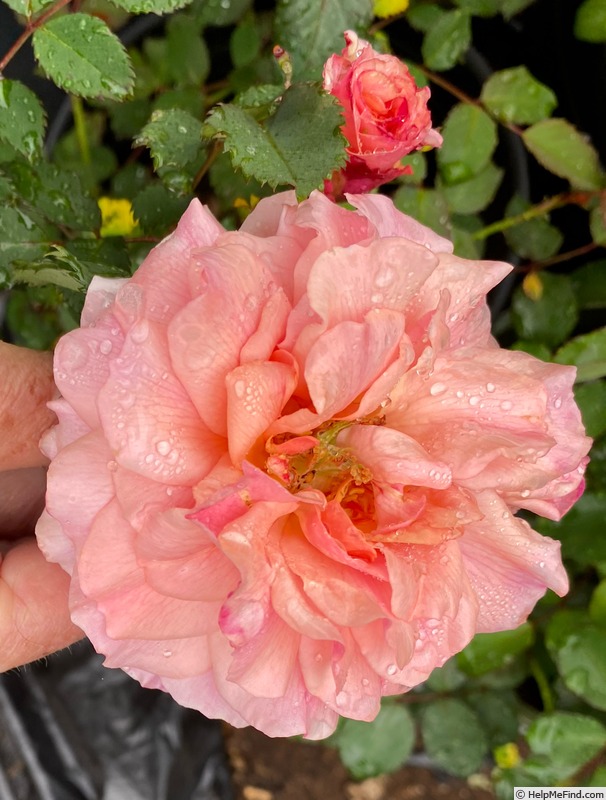 'Peter's Joy' rose photo