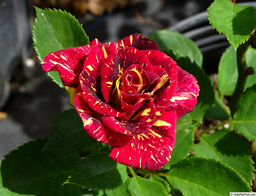 'Abracadabra (floribunda, Kordes, 2001)' rose photo