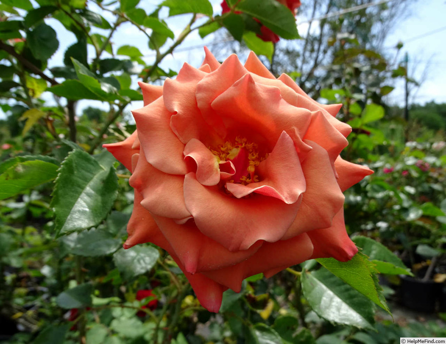 'Ann Henderson' rose photo